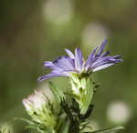 Willowleaf aster